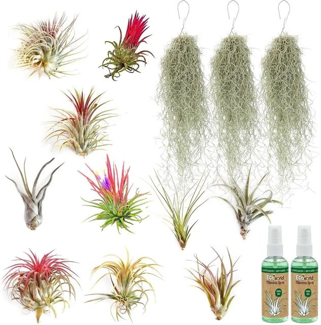 Vdvelde Tillandsia Set aus 13 Luftpflanzen in Rot, Lila und Grün inklusive Spray für dein Interieur - Bild 1