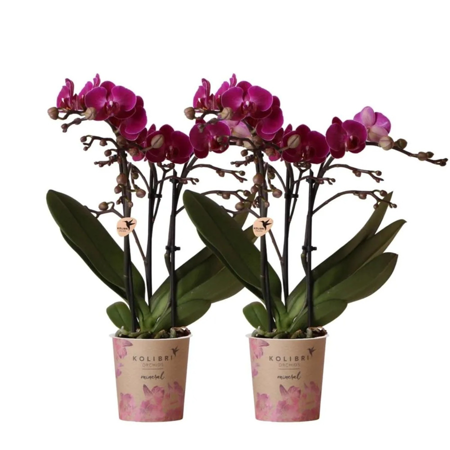 Kolibri Orchideen Combi Deal: 2 lila Phalaenopsis Orchideen Morelia in Kunststofftöpfen, Topfgröße: 9 cm - Bild 2