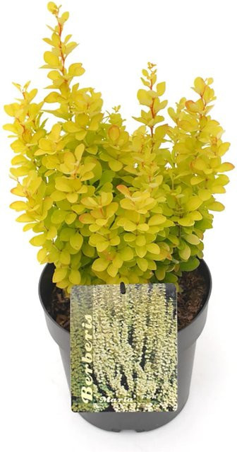GROW by OBI Goldberberitze Maria Gold-Gelb Berberis thunbergii, Höhe: 20 - 30 cm - Bild 1