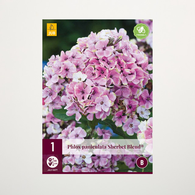 Phlox paniculata Sherbet Blend Wurzel von BLUME2000 - Bild 1