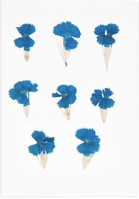 Rico Design Gepresste Blüten Chinesische Nelke in Blau, 6 Stück - Bild 1