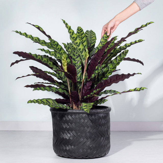 Calathea Lancifolia Zimmerpflanze von BLUME2000 in Grün und Multicolour - Bild 1