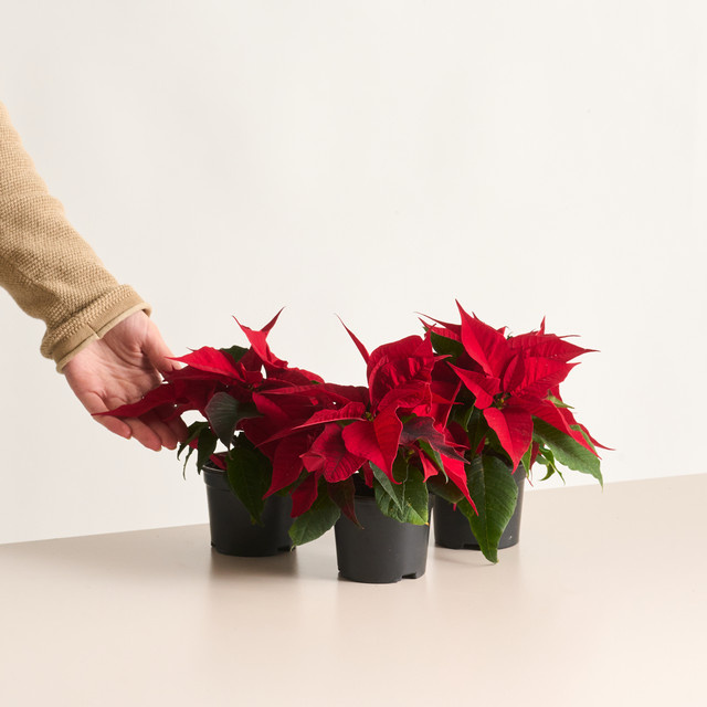 Weihnachtsstern Christmas Feelings von BLUME2000 in Rot, 3 Stück für die Tischdekoration - Bild 1