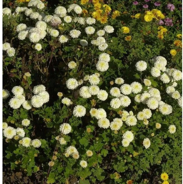 Winteraster White Bouquet Chrysanthemum hortorum von Die Nr-01.de in Weiß - Bild 1