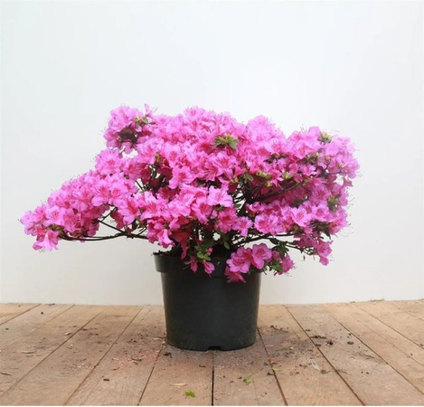 Rhododendron Obt. Königstein mit lila Blüten von Pflanzen für dich