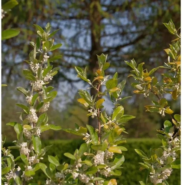 Lonicera kamtschatica Heckenkirsche Strauch in Grün, Höhe: 40-60 cm - Bild 1