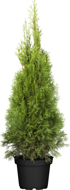 GROW by OBI Thuja Smaragd Lebensbaum in Grün, Höhe: 80 - 100 cm, Topf: 7,5 cm - Bild 1