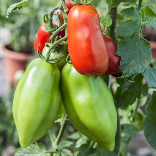 BIO Veredelte Roma-Tomate Giano Lycopersicon esculentum von BLUME2000 - Bild 1