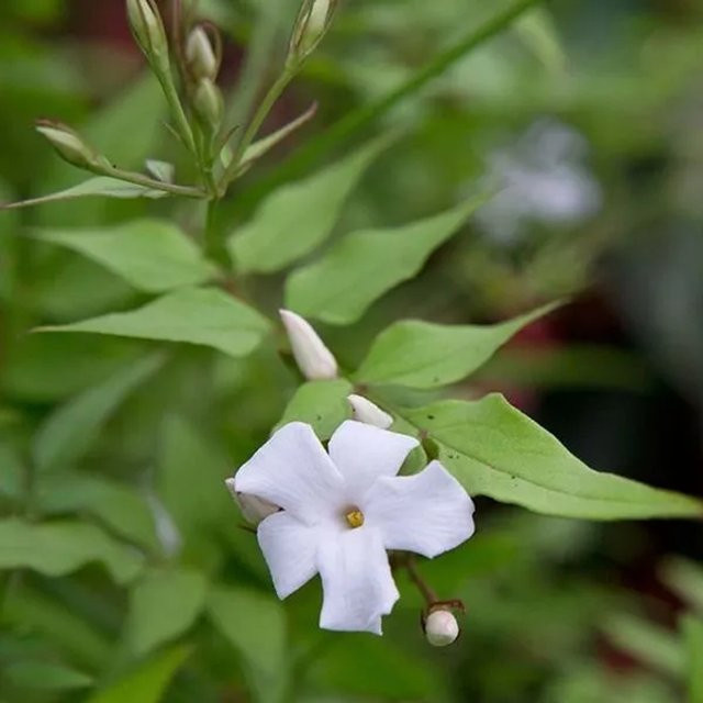 Arborix Echter Jasmin Jasminum officinale als duftende Kletterpflanze im Container, Höhe: 50 bis 60 cm - Bild 1