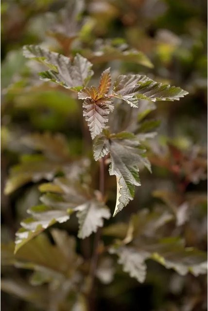 Physocarpus Opulifolius Red Baron Blasenspiere mit rotlaubigem Blatt, Höhe: 100–125 cm - Bild 1