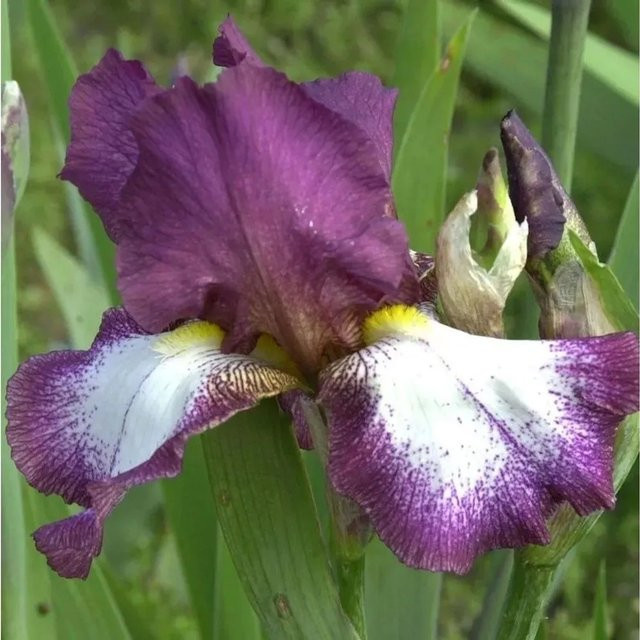Schwertlilie Going my Way Iris barbata lila Beetpflanze von Die Nr-01.de - Bild 1