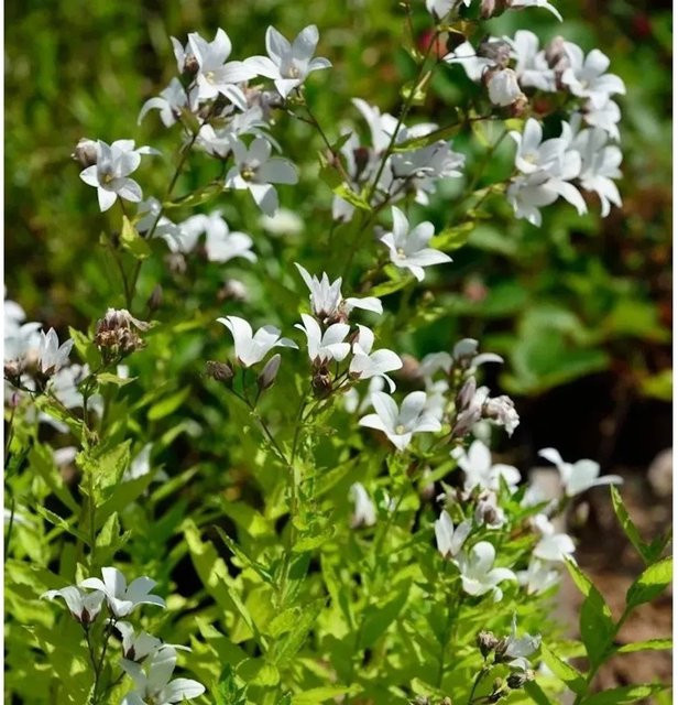 Doldenglockenblume Campanula lactiflora White Pouffe als mehrjährige Pflanze in Weiß - Bild 1