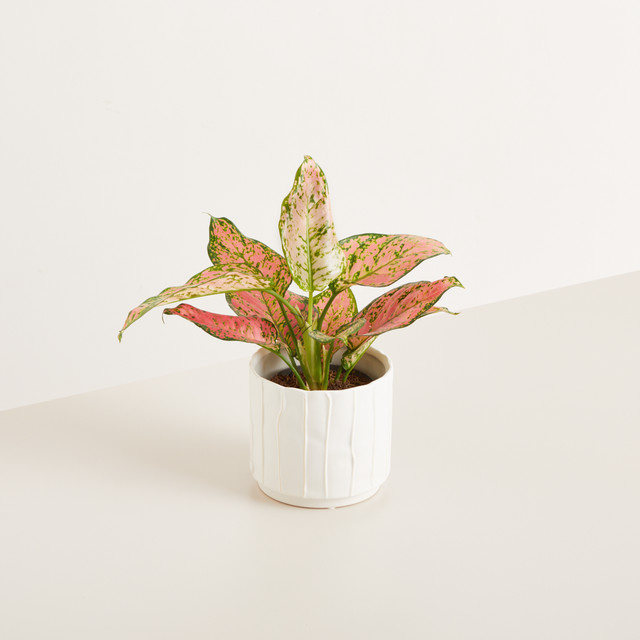 Keramik Übertopf Plissee von BLUME2000 in Weiß Matt, Höhe: 13,8 cm, Breite: 12,5 cm - Bild 1