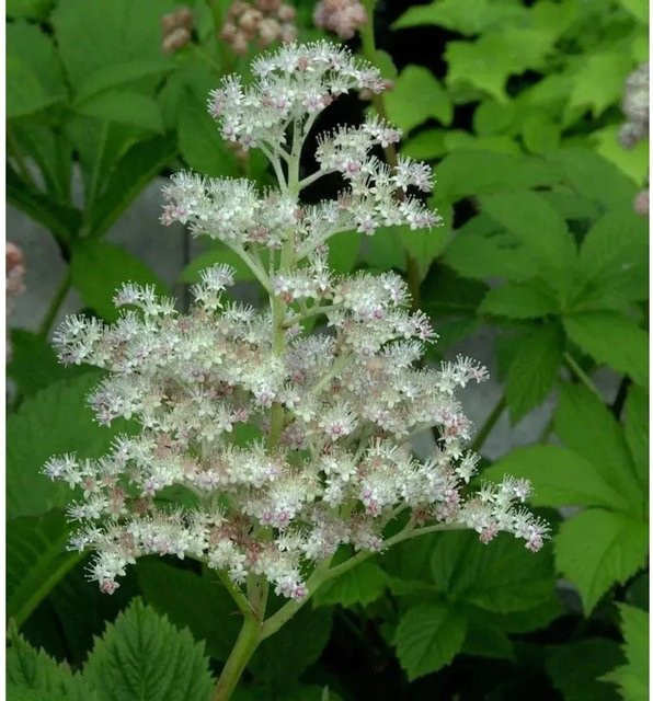 Rodgersia henrici - Die Spitzentänzerin (Rodgersia) als mehrjährige Gartenpflanze - Bild 1