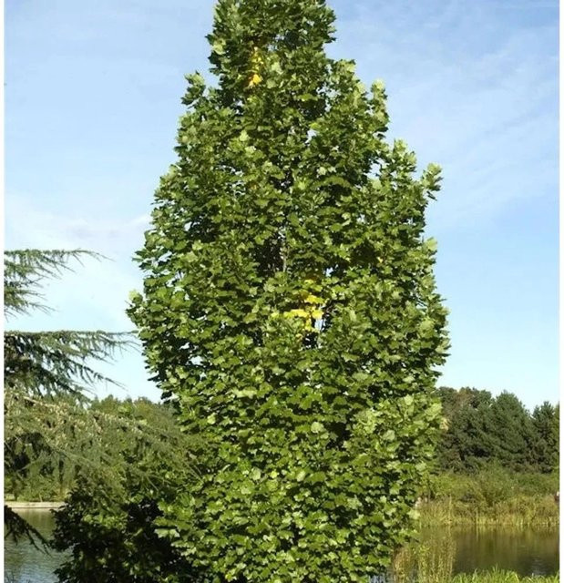Liriodendron tulipifera Säulentulpenbaum von Nr-01.de, Höhe: 60-80 cm - Bild 1