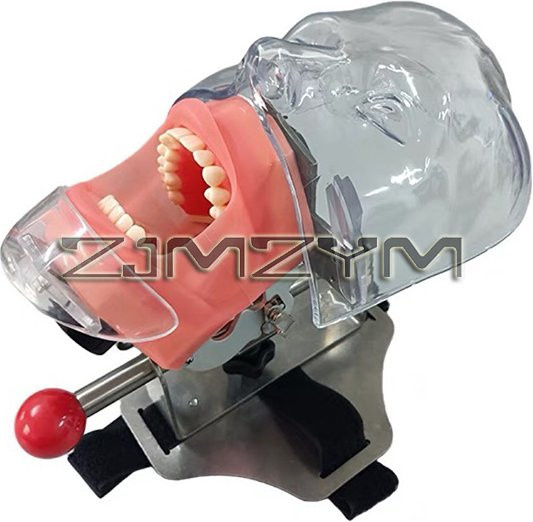 ZJMZYM Dental-Simulator, Kopfmodell mit Zähnen, Trainingsmodell, 1 Stück - Bild 1