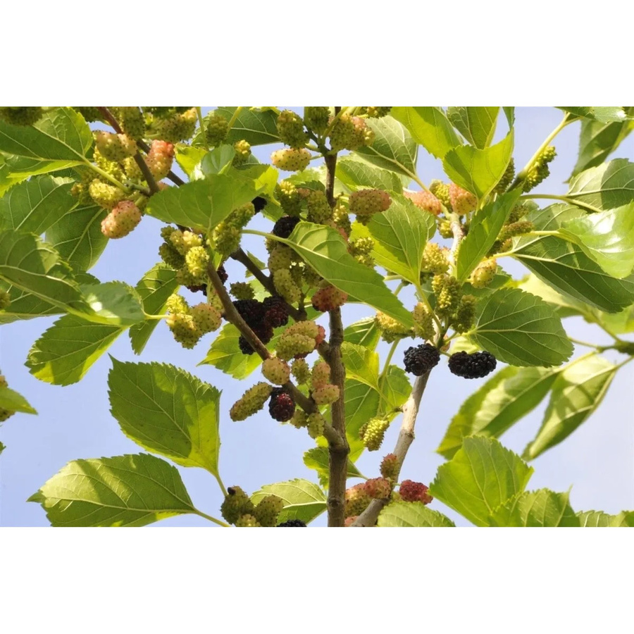 Morus Nigra Schwarze Maulbeere Fruchtstrauch in der Farbe Grün, Höhe: 80-100 cm - Bild 2