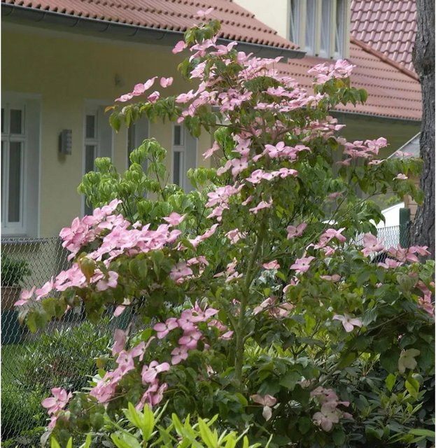 Japanischer Blumenstrauch Cornus kousa Satomi Compacta in Pink für Garten und Outdoor - Bild 1