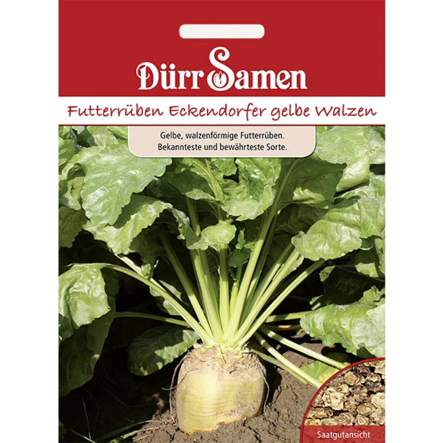 Dürr Samen Eckendorfer Gelbe Walzen Futterrüben Saatgut 250 g - Bild 2
