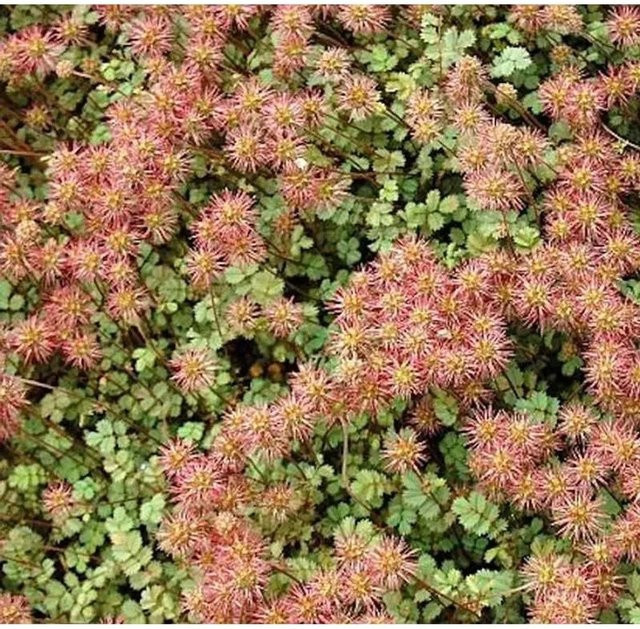 Acaena microphylla Stachelnüßchen Bodendecker für Steingarten und Outdoor-Bereiche - Bild 1