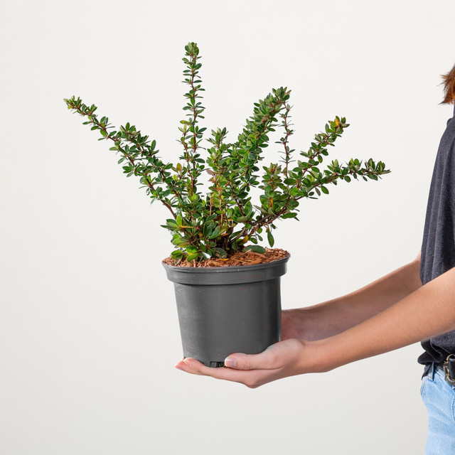 Immergrüne Berberitze Nana von BLUME2000 als pflegeleichte Heckenpflanze und Strauch - Bild 1