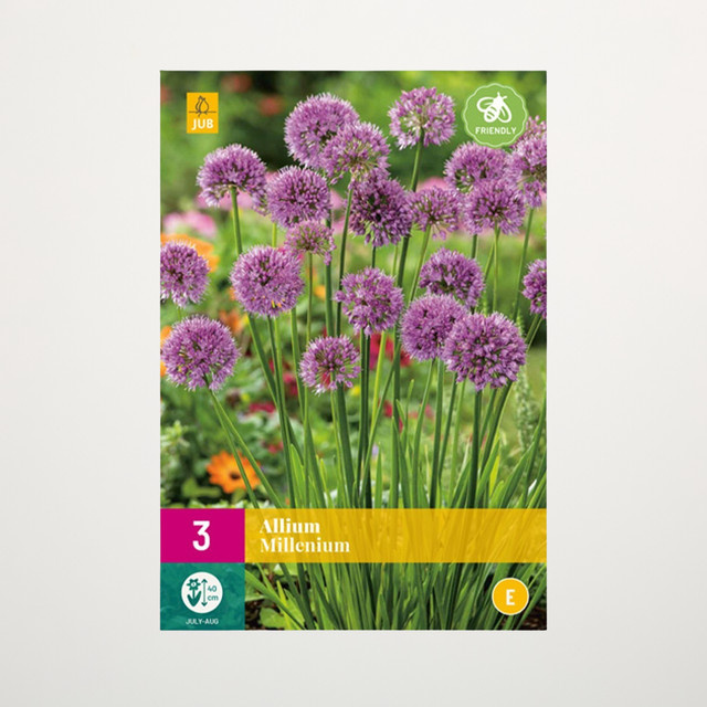 Allium Millenium Zierlauch Blumenzwiebeln von BLUME2000 (3 Stück) - Bild 1