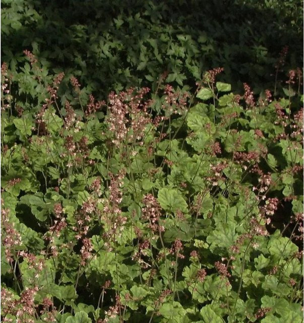 Heucherella tiarelloides Purpurglöckchen als Bodendecker, grün, Topfpflanze - Bild 1