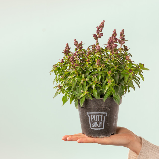 Pottburri Löwenmäulchen Antirrhinum Set mit 3 Stück für Balkon und Blumenbeet - Bild 1