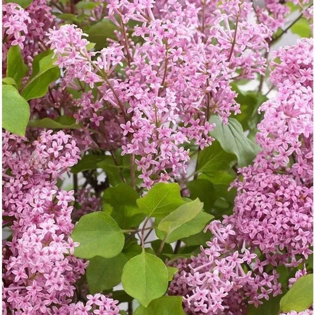 Syringa vulgaris Zwergflieder Flowerfesta Pink von Nr-01.de - Bild 1