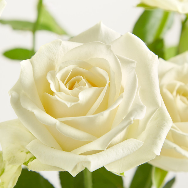 Blume2000 Weiße Rosen Avalanche Bunch - Bild 1