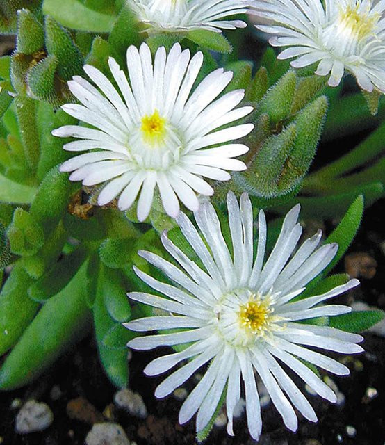 Winterharte Eisblume White Wonder - Bild 1