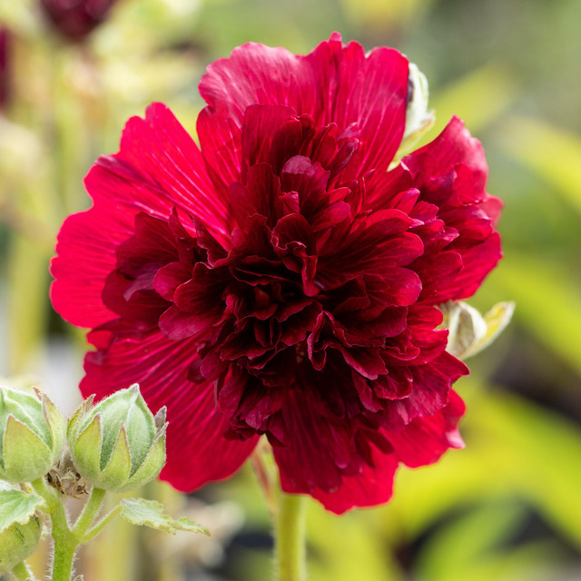 3er Set BIO Stockrose Althaea rosea Pleniflora Rot von BLUME2000 pflegeleichte Staude - Bild 1