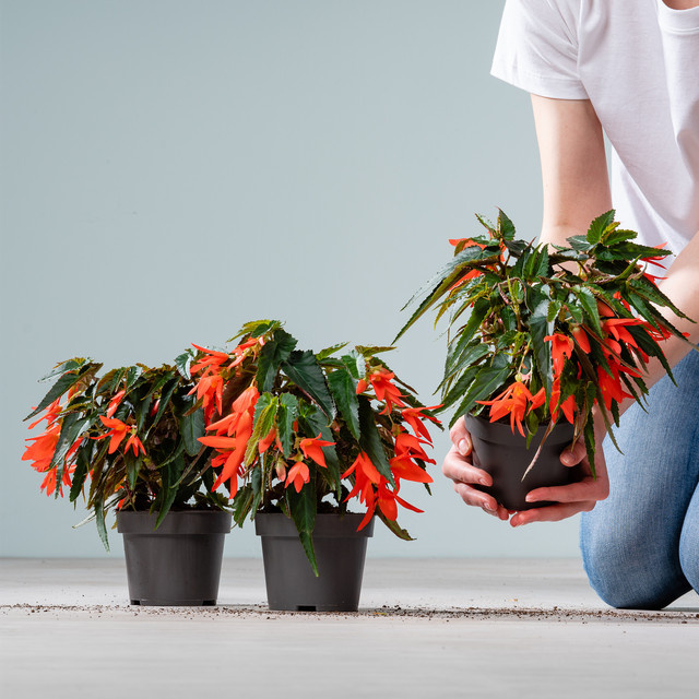 3er Set Hänge-Begonien von BLUME2000 in Orange für deinen Balkon - Bild 1