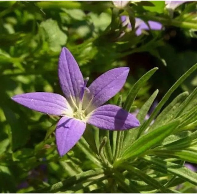 Campanula poscharskyana Glockenblume Blauranke in Blau oder Violett von Nr-01.de - Bild 1