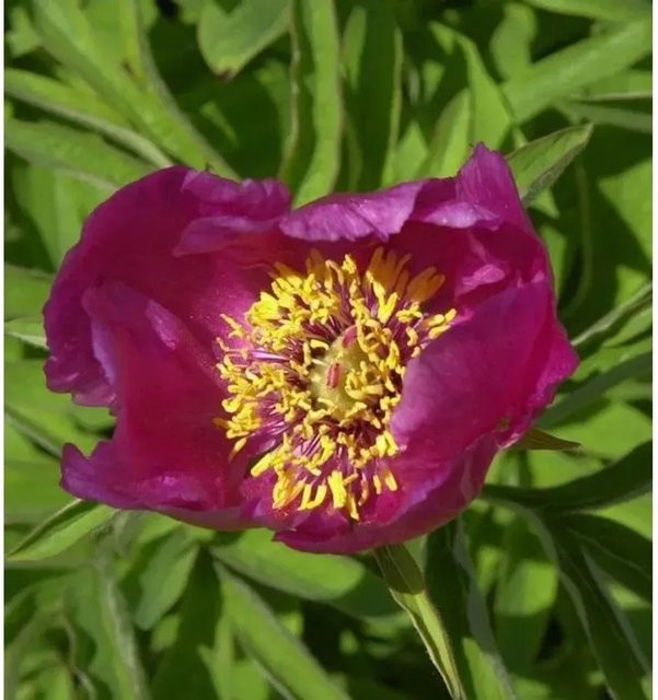 Wild Pfingstrose Paeonia veitchii in Pink als mehrjährige Gartenpflanze im Topf - Bild 1
