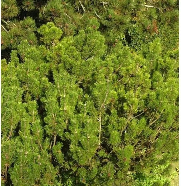 Nr-01.de Krummholz Kiefer Alpenstar Pinus mugo grün für den Garten - Bild 1