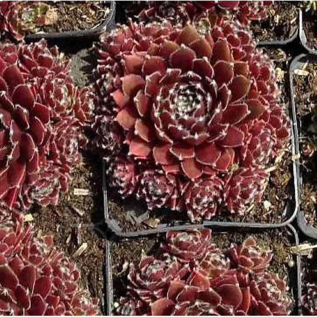 Sempervivum cultorum Dachwurz Silberkarneol von Nr-01.de, silberfarbene Gartenpflanze - Bild 1