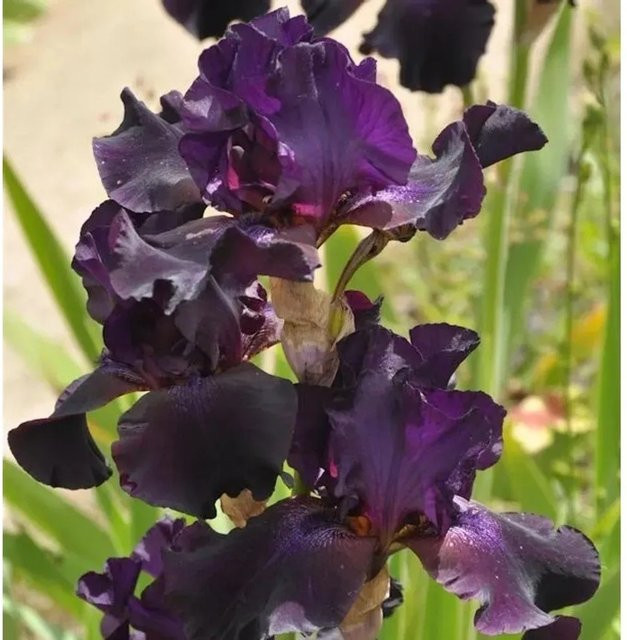 Schwertlilie Superstition Iris barbata lila Gartenstaude als Beetpflanze - Bild 1