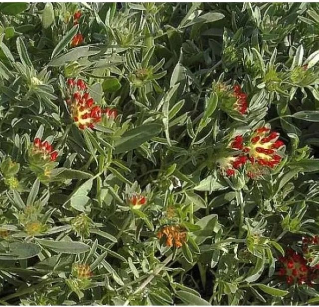 Purpurwundklee Anthyllis montana als mehrjährige Pflanze in lila und rot für den Freilandgarten von Nr-01.de - Bild 1