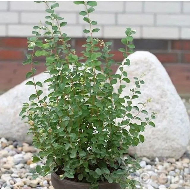 Symphoricarpos doorenbosii Amethystbeere Amethyst Pink Blütenstrauch für Garten und Kübel, Höhe: 100-125 cm - Bild 1
