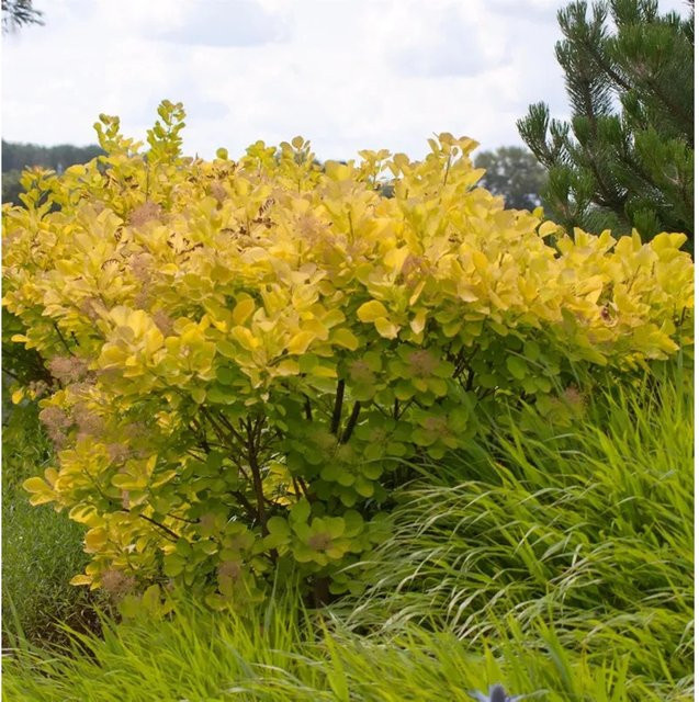Perückenstrauch Golden Spirit Cotinus coggygria in Gelb, Höhe: 60-80 cm - Bild 1