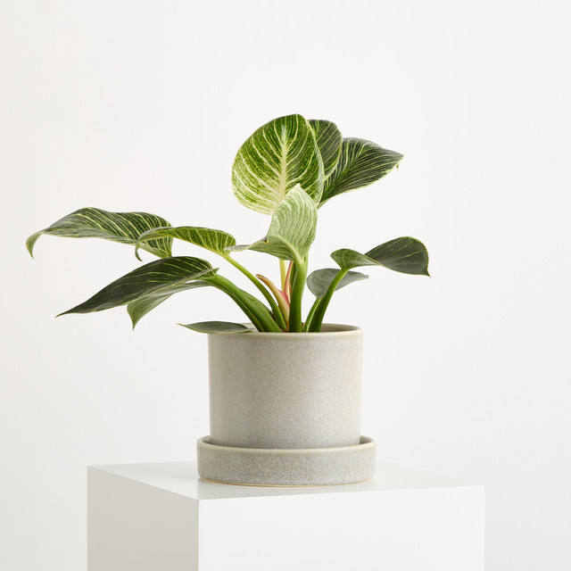 Keramik Blumentopf Portugal von BLUME2000 in Greige mit Untersetzer XL, Höhe: 12 cm, Breite: 11 cm, Tiefe: 11 cm - Bild 1