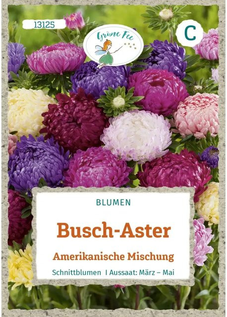 Grüne Fee Busch-Aster Amerikanische Mischung Saatgut für Beete und Rabatten - Bild 1