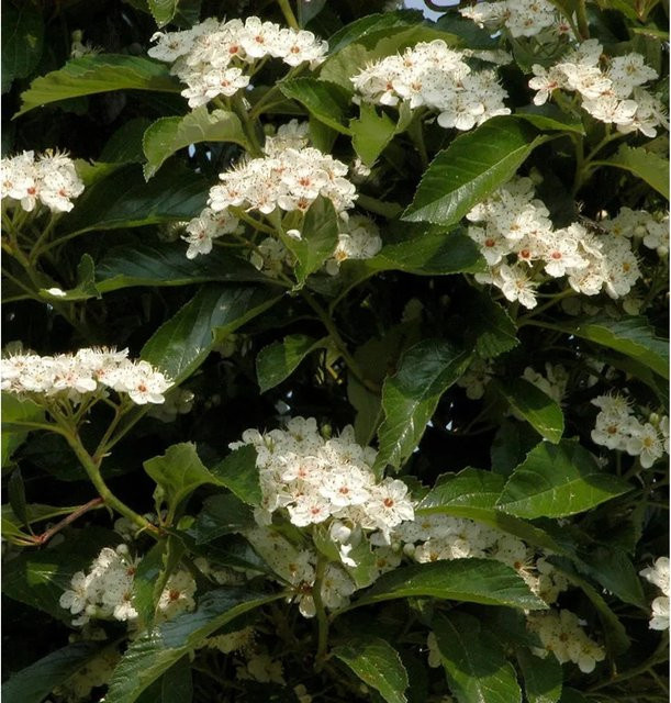 Apfeldorn Crataegus als Heckenpflanze und Strauch, Höhe: 125-150 cm - Bild 1