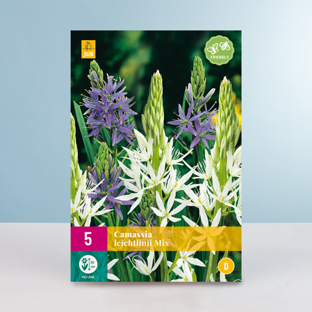 Prärielilien Mix von BLUME2000 mit 5 Zwiebeln für deinen Garten - Bild 1