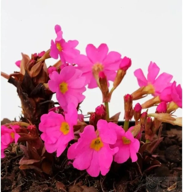Rosen Primel Primula rosea pink von Nr-01.de - Bild 1