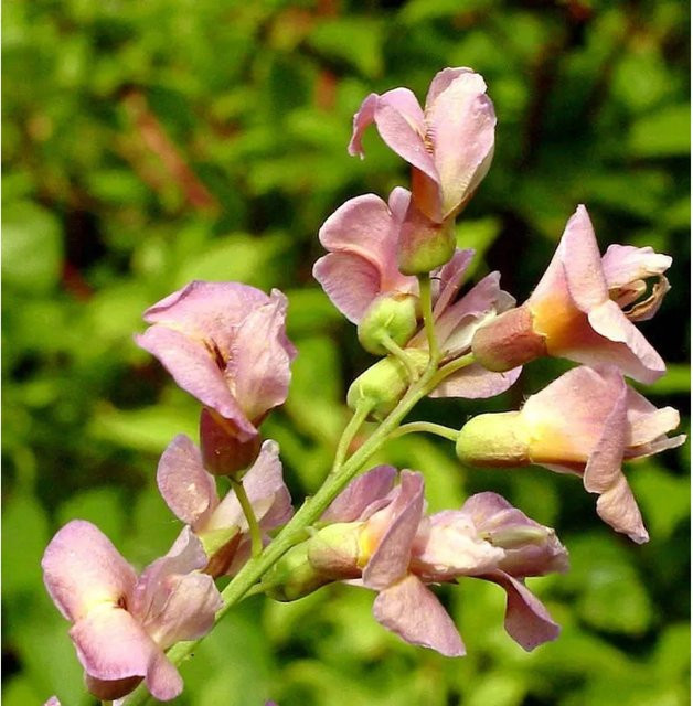 Laburnocytisus adamii Chimären Goldregen Hochstamm von Nr-01.de, Höhe: 80-100 cm - Bild 1