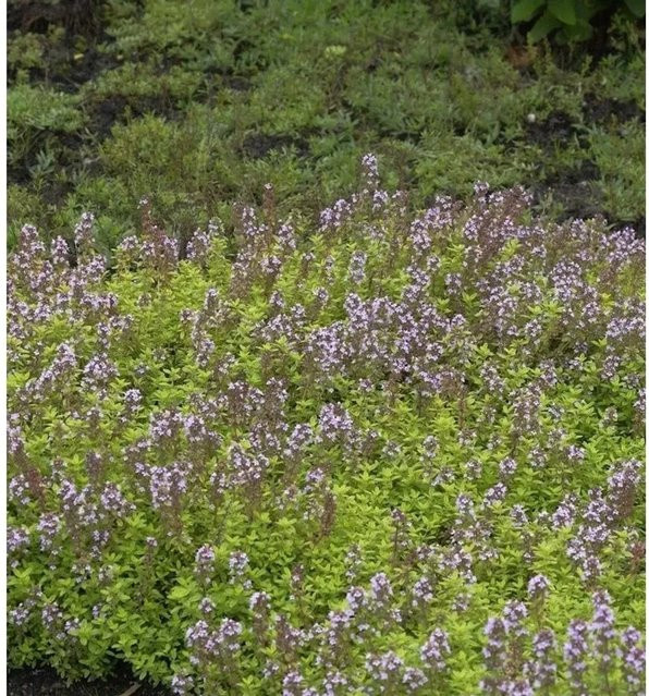 Echter Zitronen-Thymian Lammefjord Thymus citriodorus Gewürzpflanze im Topf - Bild 1