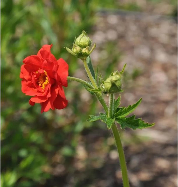 Nelkenwurz Scarlet Tempest Geum chiloense rote Beetpflanze und Schnittblume - Bild 1