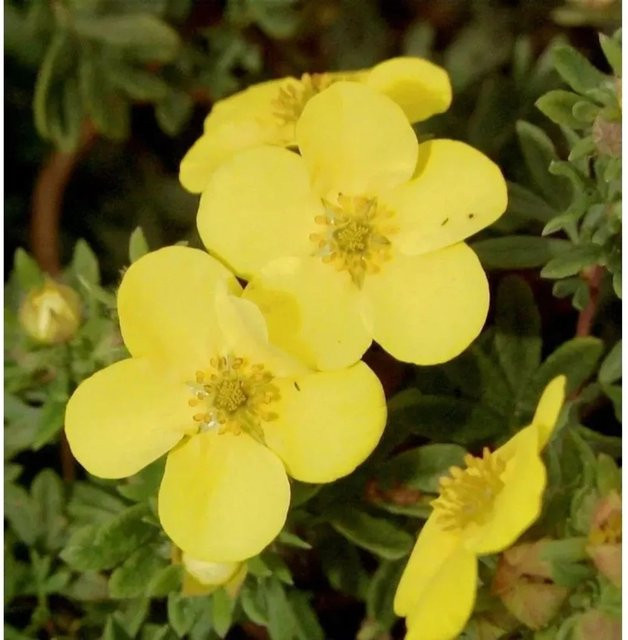 Potentilla fruticosa Fünffingerstrauch Sommerflor von Nr-01.de als Zierstrauch und Bodendecker in Weiß oder Gelb - Bild 1